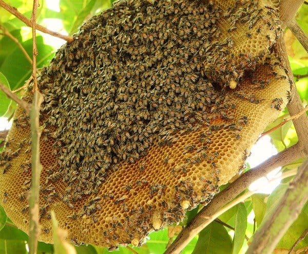 mật ong vườn quốc gia