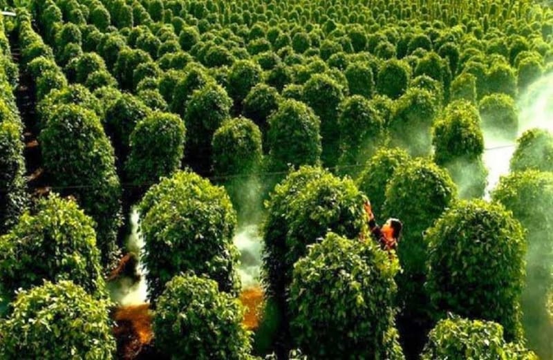 Những vườn tiêu xanh mướt ở Hà Tiên