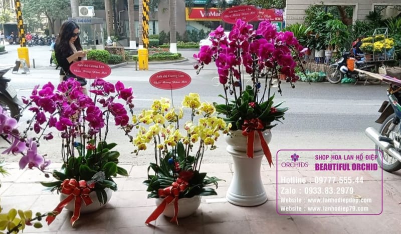 Shop Lan Hồ Điệp Hà Nội Orchids 79