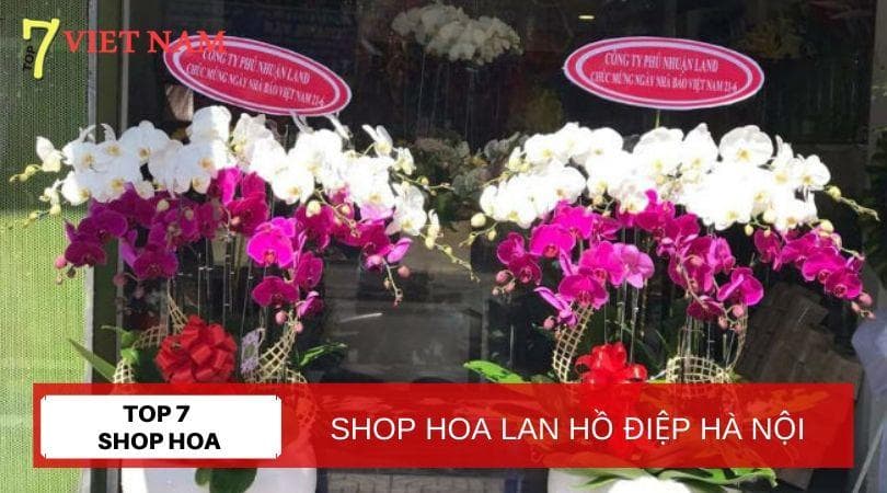 Top 7 Shop Hoa Lan Hồ Điệp Hà Nội