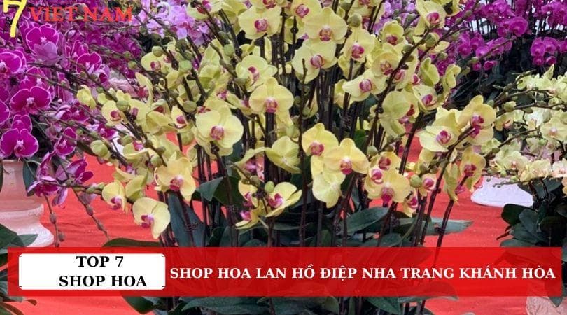 Top 7 Shop Hoa Lan Hồ Điệp Nha Trang Khánh Hòa