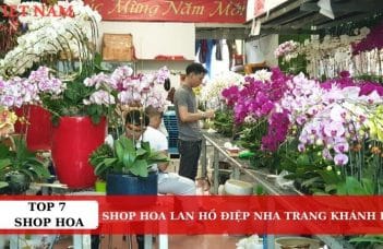 Top 7 Shop Hoa Lan Hồ Điệp Nha Trang Khánh Hòa