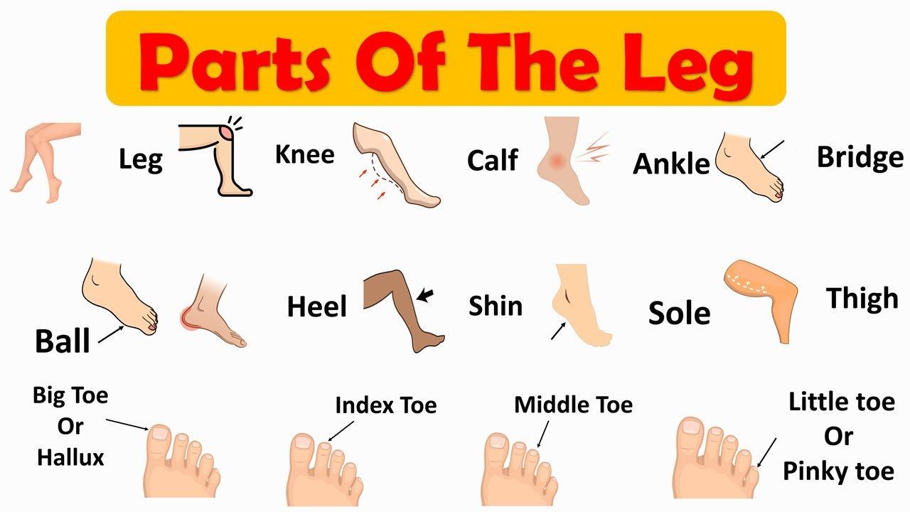 Ôn Tập Từ Vựng Tiếng Anh Về Bộ Phận Cơ Thể Con Người 4 Từ vựng tiếng anh cơ thể con người: Phần chân